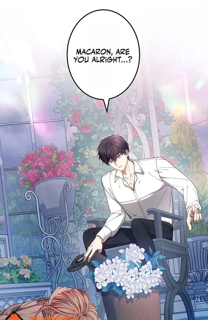 Read Mighty Macaron Wants To Be Meek Manga Online